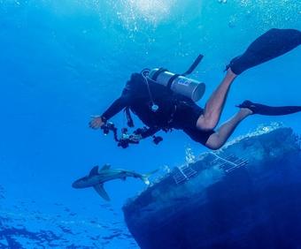 Buceo Mar Rojo • Blue Whale Dive