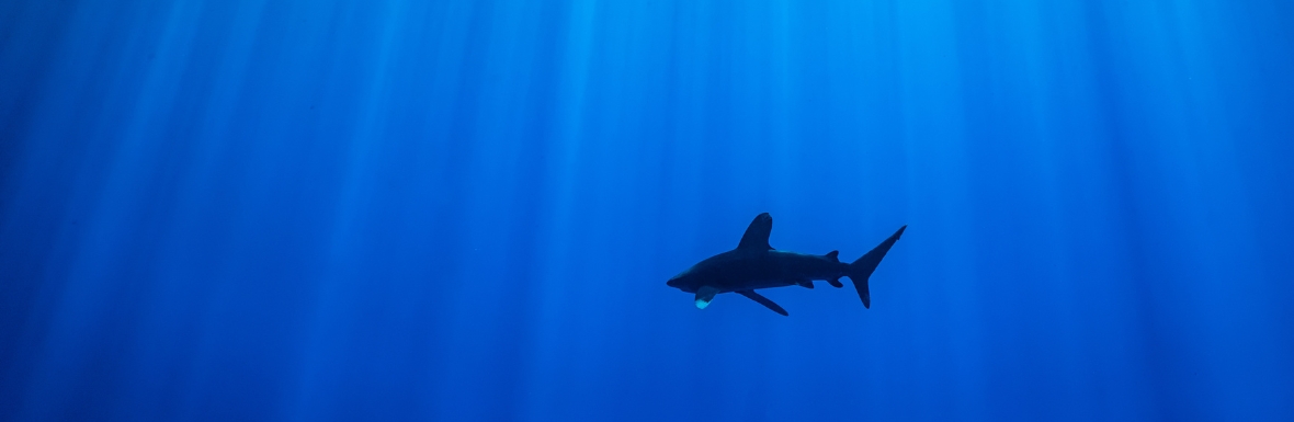 Buceo Mar Rojo • Blue Whale Dive